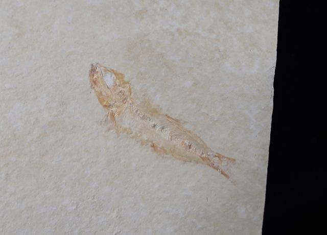 Ascalabos voithii MUENSTER 1839 - Bild &copy; FossNet FossilienStore